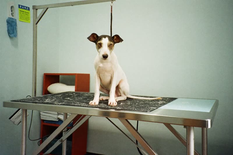A tidy grooming room with a stainless steel table
