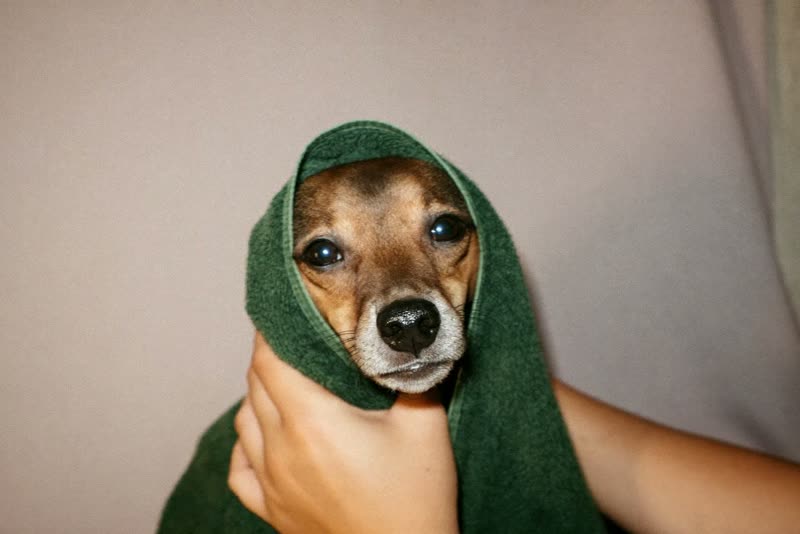 Hands towel-drying a small dog