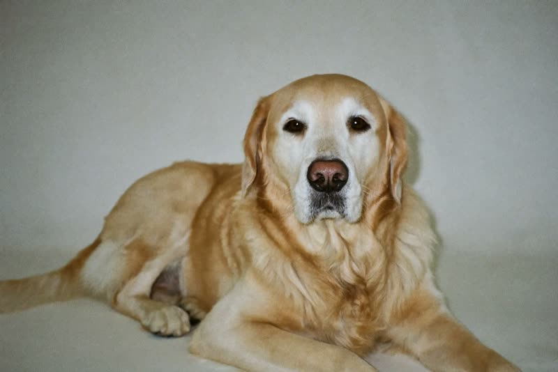 A relaxed, freshly groomed golden retriever