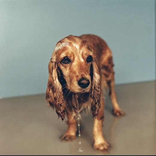 A wet spaniel mid-bath