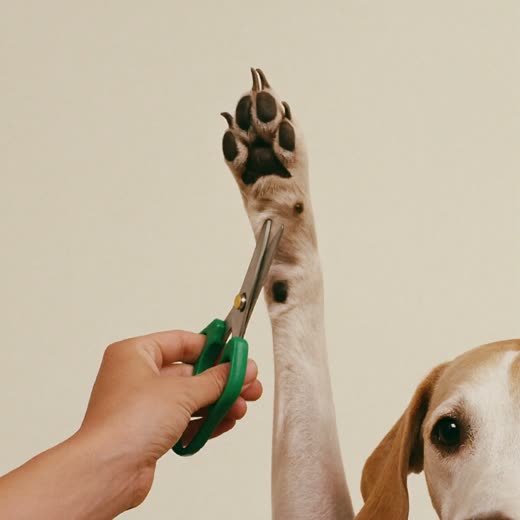 A dog's paw having its nails clipped