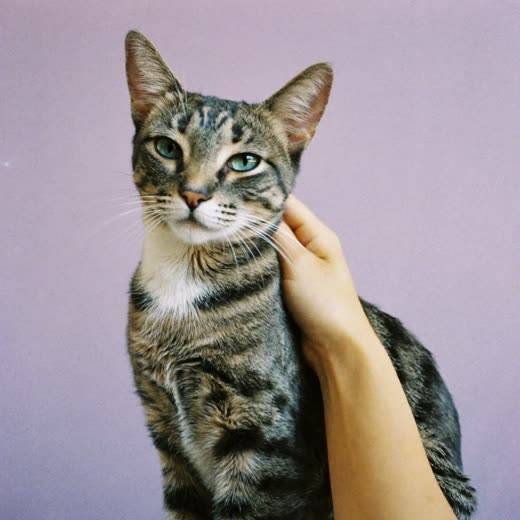 A cat being gently combed